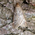 March moth (Alsophila aescularia) Kenneth Noble