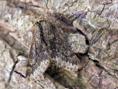 Small brindled beauty (Apocheima hispidaria) Kenneth Noble