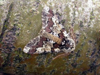 oak beauty (Biston strataria) Kenneth Noble