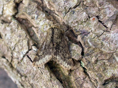 Small brindled beauty (Apocheima hispidaria) Kenneth Noble