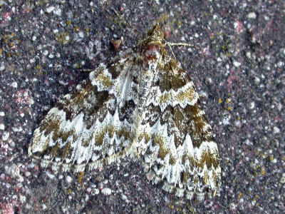 broken-barred carpet (Electrophaes corylata) Kenneth Noble