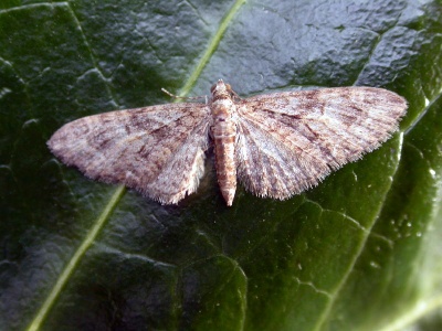 brindled pug (Eupithecia abbreviata) Kenneth Noble