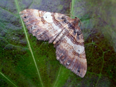shoulder-stripe (Anticlea badiata) Kenneth Noble