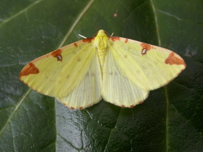 brimstone moth (Opisthograptis luteolata) Kenneth Noble