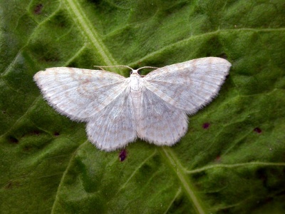 small white wave (Asthena albulata) Kenneth Noble