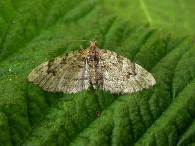 v-pug (Chloroclystis v-ata) Kenneth Noble