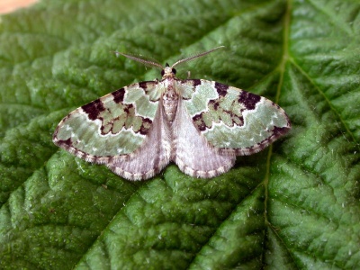green carpet (Colostygia pectinataria) Kenneth Noble
