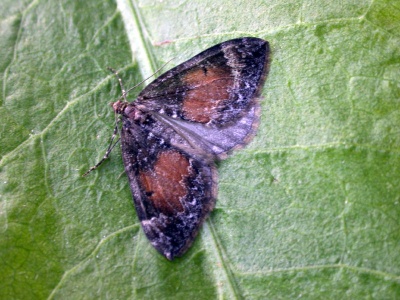 common marbled carpet (Chloroclysta truncata) Kenneth Noble