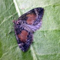 common marbled carpet (Chloroclysta truncata) Kenneth Noble