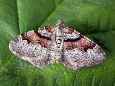 flame carpet (Xanthorhoe designata) Kenneth Noble