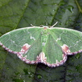 blotched emerald (Comibaena bajularia) Kenneth Noble