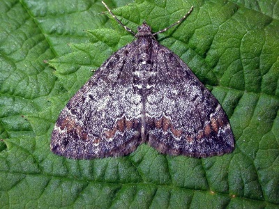 common marbled carpet (Chloroclysta truncata) Kenneth Noble