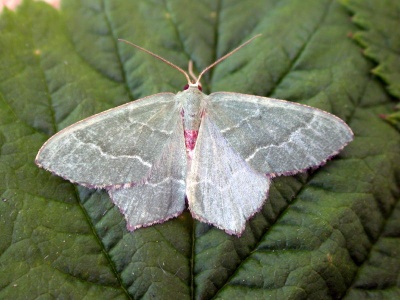 common emerald (Hemithea aestivaria) Kenneth Noble