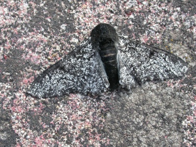 peppered moth (Biston betularia) (dark example) Kenneth Noble