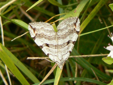 Treble-bar (Anaitis plagiata) Alan Prowse