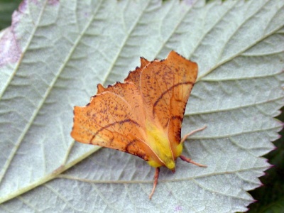 canary-shouldered thorn (Ennomos erosaria) Kenneth Noble