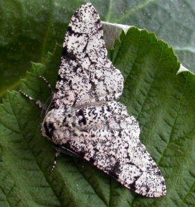 peppered moth (Biston betularia) (typical example) Kenneth Noble