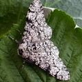 peppered moth (Biston betularia) (typical example) Kenneth Noble