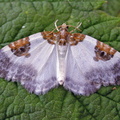 blue-bordered carpet (Plemyria rubiginata, Kenneth Noble