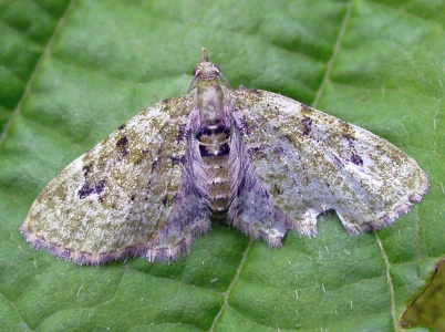 v-pug (Chloroclystis v-ata) Kenneth Noble