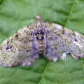 v-pug (Chloroclystis v-ata) Kenneth Noble