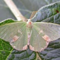 Blotched emerald (Comibaeana bajularia) Kenneth