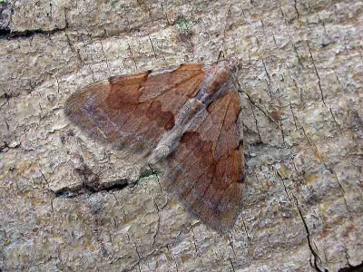 pine carpet (Thera firmata) Kenneth Noble