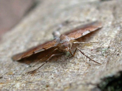 pine carpet (Thera firmata) Kenneth Noble