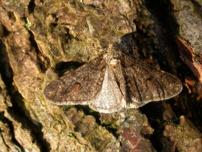 Spring usher (Agriopis leucophaearia) Kenneth Noble