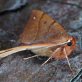 Feathered Thorn (Colotis pennaria) Steve Covey