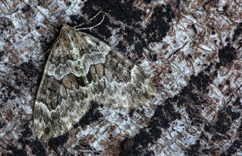 Taken at light in Savernake Forest, Wiltshire, UK. 2009-10-31. SpruceCarpet_Thera_britannica_Savernake_2009-10-31.jpg