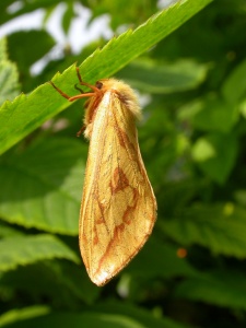 female ghost moth (Hepialus humili humili) Kenneth Noble