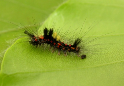 Vapourer larva (Orgyia antiqua) early instar - Kenneth Noble