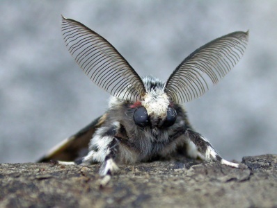 black arches (Lymantria monacha) Kenneth Noble