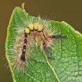 Vapourer Moth Caterpillar (Orgyia antiqua) Graham Carey