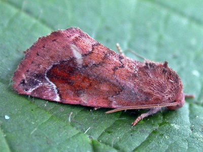 lunar-spotted pinion (Cosmia pyralina) Kenneth Noble