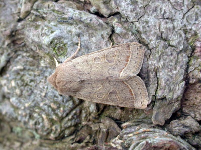 common quaker (Orthosia cerasi) Kenneth Noble