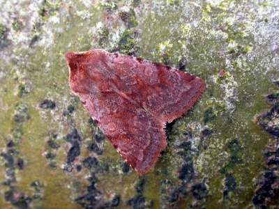 red chestnut (Cerastis rubricosa) Kenneth Noble