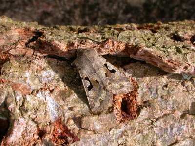 Hebrew character (Orthosia gothica) Kenneth Noble
