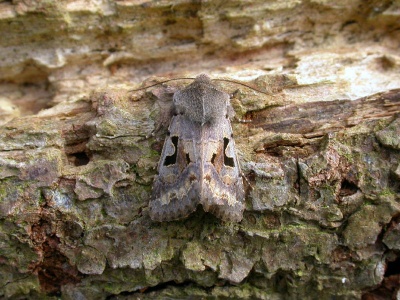 Hebrew character (Orthosia gothica) Kenneth Noble
