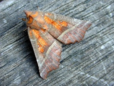 The Herald (Scoliopteryx libatrix), Steve Gale, Banstead, Surrey