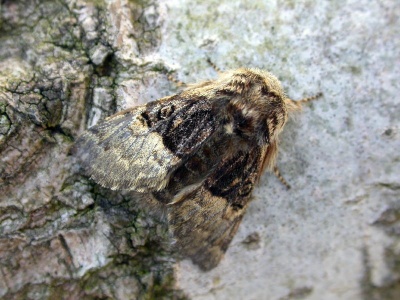 nut-tree tussock (Colocasia coryli) Kenneth Noble