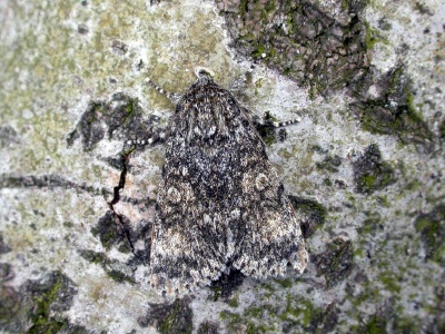 knot grass (Acronicta rumicis) Kenneth Noble