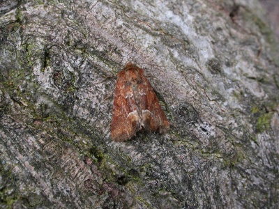 middle-barred minor (Oligia fasciuncula) Kenneth Noble