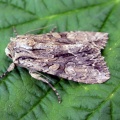 dark arches (Apamea monoglypha) Kenneth Noble