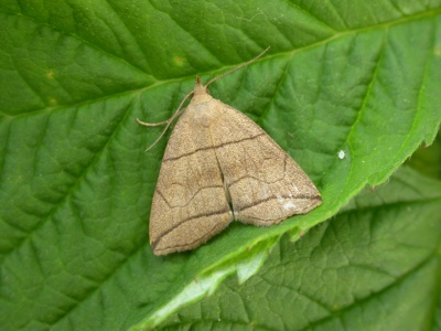 small fan-foot (Herminia grisealis) Kenneth Noble