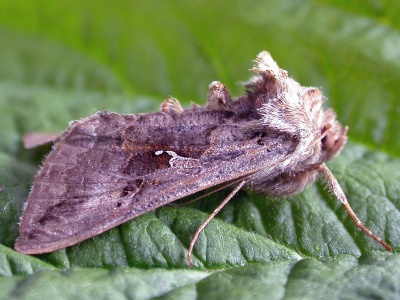 silver-Y (autographa gamma) Kenneth Noble