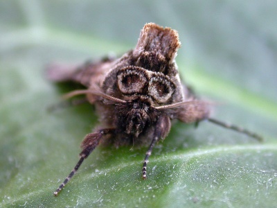 spectacle (Abrostola tripartita) Kenneth Noble