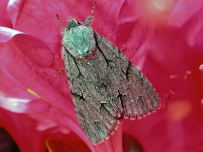Grey/dark dagger (Acronicta tridens/psi) Kenneth Noble