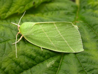 Scarce silver-lines (Bena bicolorana) Kenneth Noble